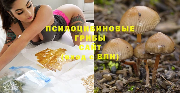 прущие грибы Баксан